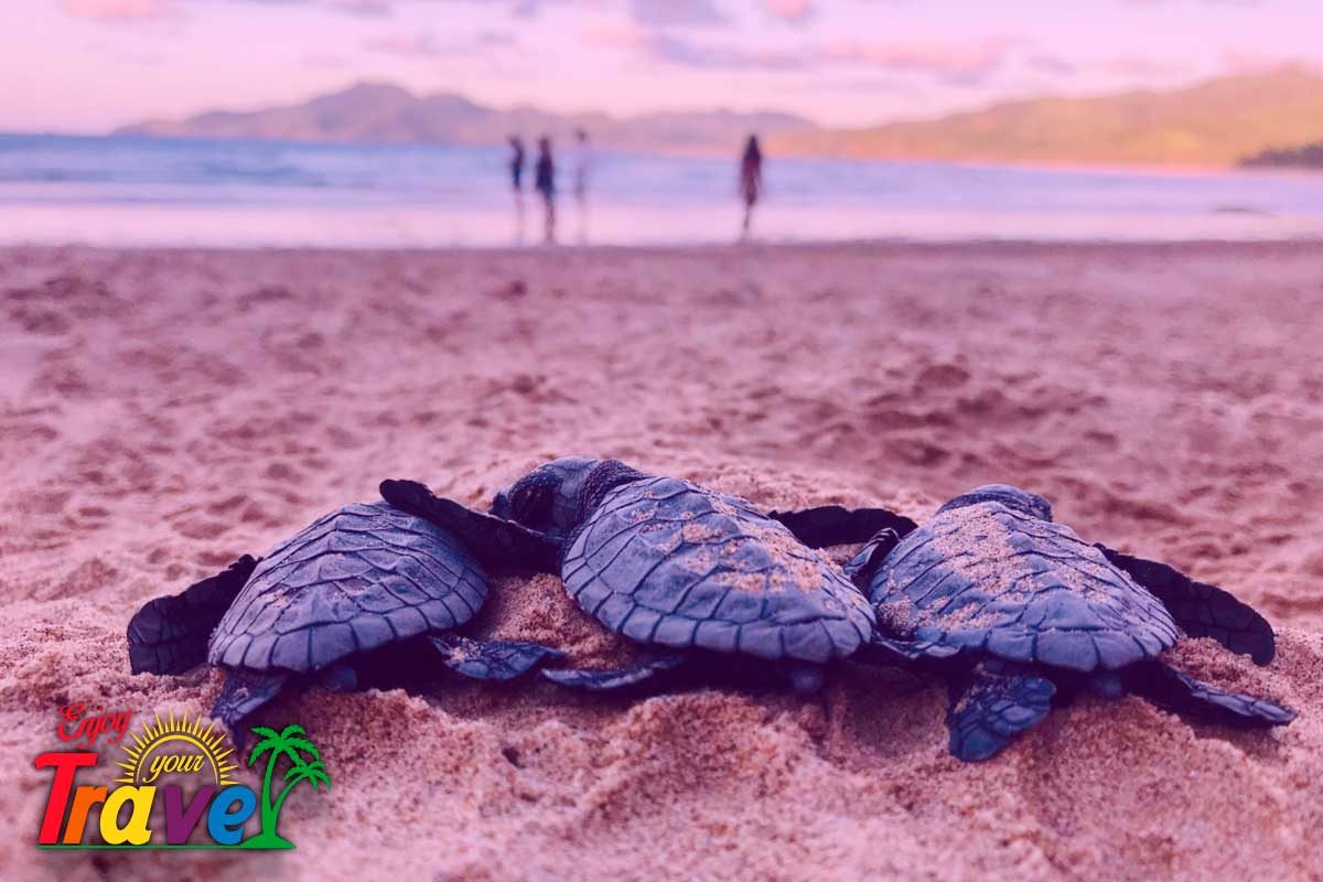 temporada de tortugas en playa delfines