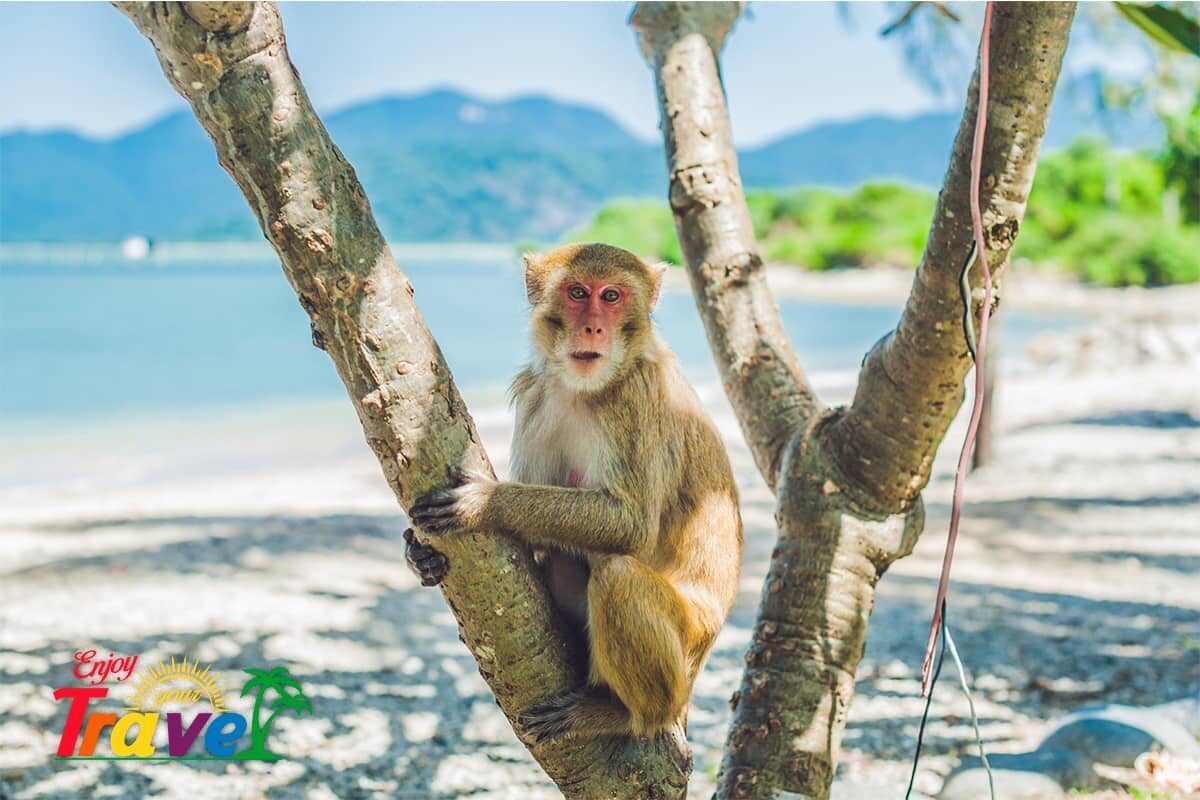 isla de los-monos-Private Islands in -Acapulco
